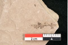 Foto (Detailansicht) von Taxodium distichum miocenicum Heer (NHMW-GEO-2024-0188-6402)